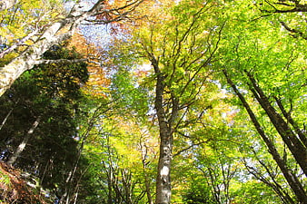 Looking Up At Tall Trees In Autumn Forest