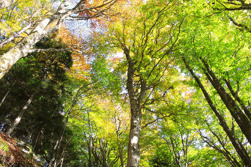 Looking Up At Tall Trees In Autumn Forest