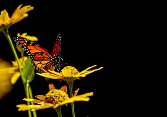 Monarch Butterfly on Yellow Flower with Black Background
