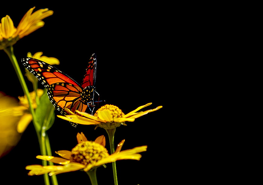Monarch Butterfly on Yellow Flower with Black Background