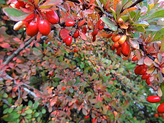 Close-up of red barberry berries on autumn branches