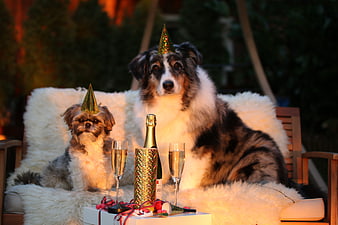 Two dogs in party hats celebrating New Year's Eve with champagne