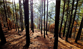 Sunlit Pine Forest with Golden Hour Light Rays