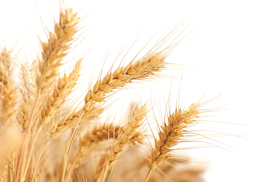 Golden Wheat Ears Close-Up on White Background