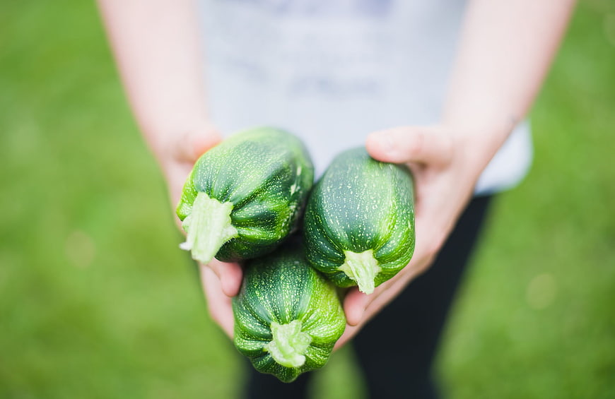 Hands holding fresh green zucchini vegetables