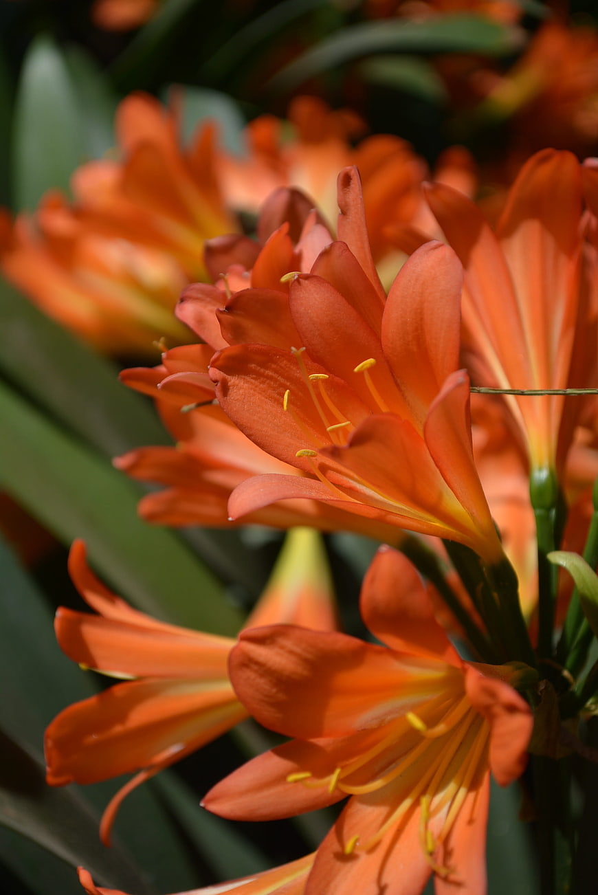Close-up of vibrant orange Clivia flowers in sunlight