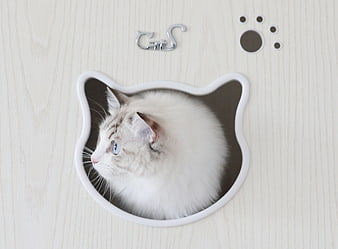 Fluffy white cat in cat-shaped mirror on light wood