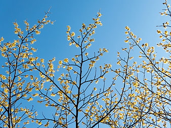 Yellow Witch Hazel Flowers on Branches Against Blue Sky