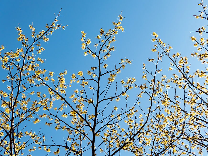Yellow Witch Hazel Flowers on Branches Against Blue Sky