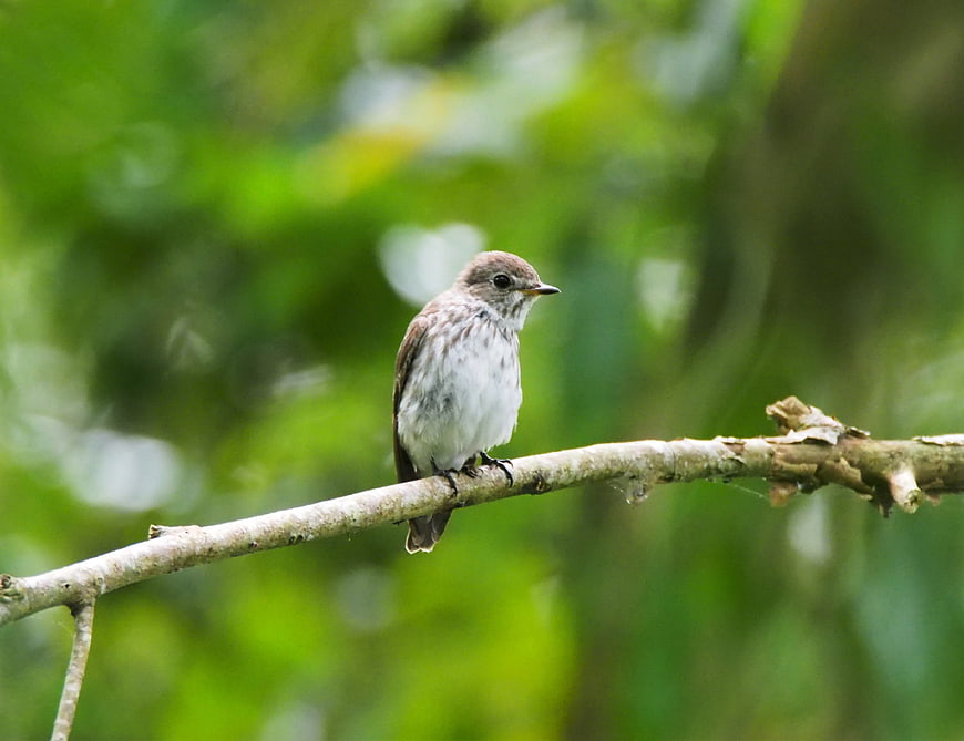 Small bird perched on branch with green bokeh background