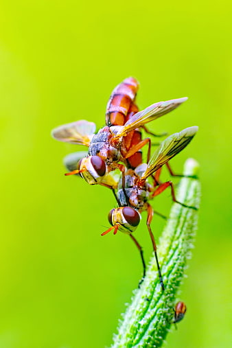 Macro photography of mating flies on a green plant stem