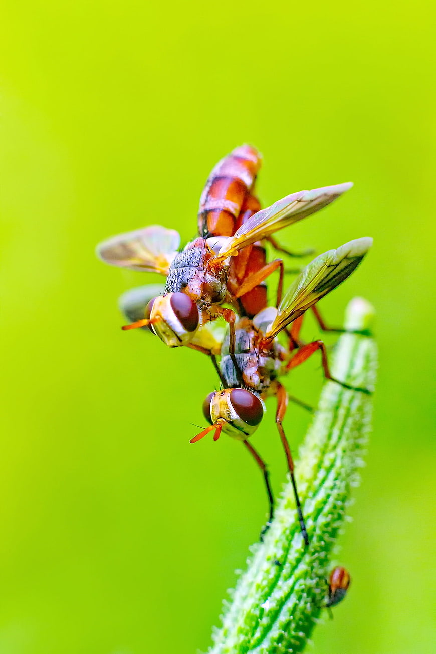 Macro photography of mating flies on a green plant stem