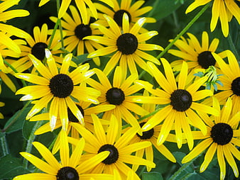 Vibrant Yellow Black-Eyed Susans in Full Bloom