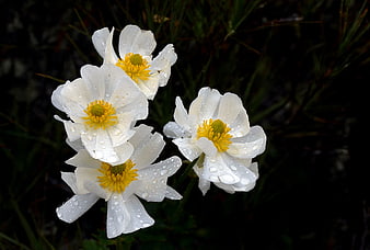 White Anemone Flowers with Raindrops on Dark Background