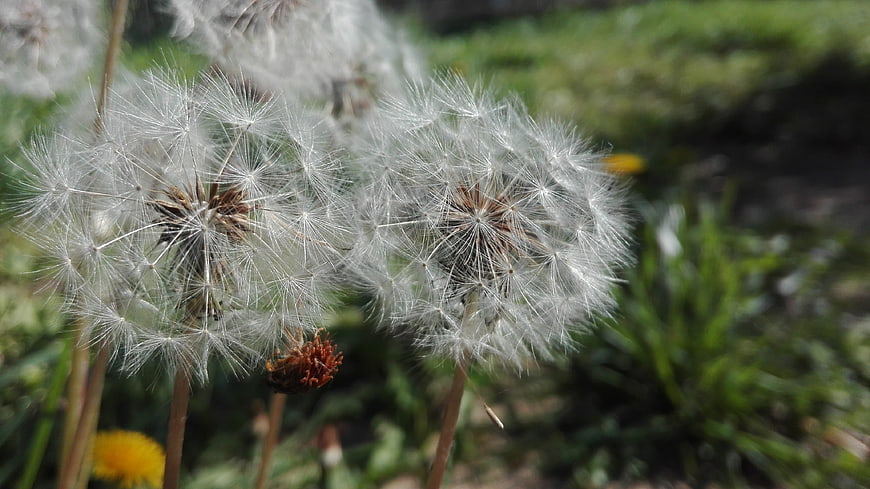 Close-up of white dandelion seed heads in a green garden