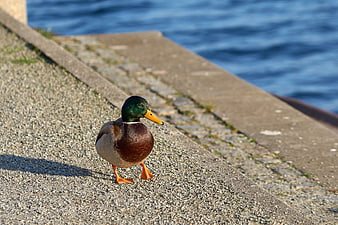 Male Mallard Duck Walking on Concrete Embankment