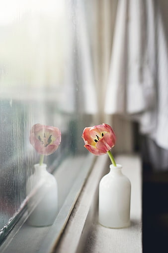 Pink Tulip in White Vase on Rainy Window Sill