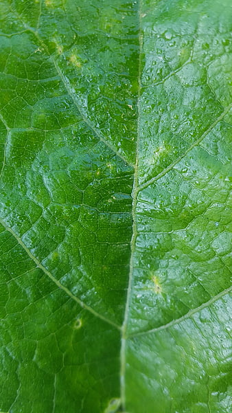 Macro Close-Up of Green Leaf Texture with Water Droplets