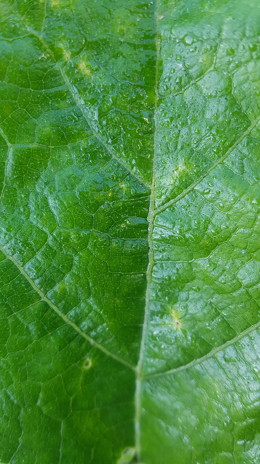 Macro Close-Up of Green Leaf Texture with Water Droplets