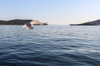 Seagull Flying Low Over Calm Blue Sea Water
