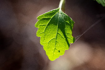 Close-up of a vibrant green leaf with sunlight and bokeh background