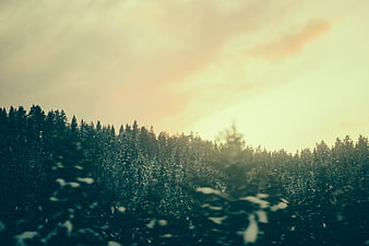 Snowy Pine Forest Silhouette Against Golden Sunset Sky