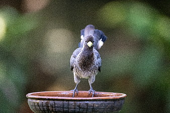 Young Myna Bird Standing in a Clay Water Bowl