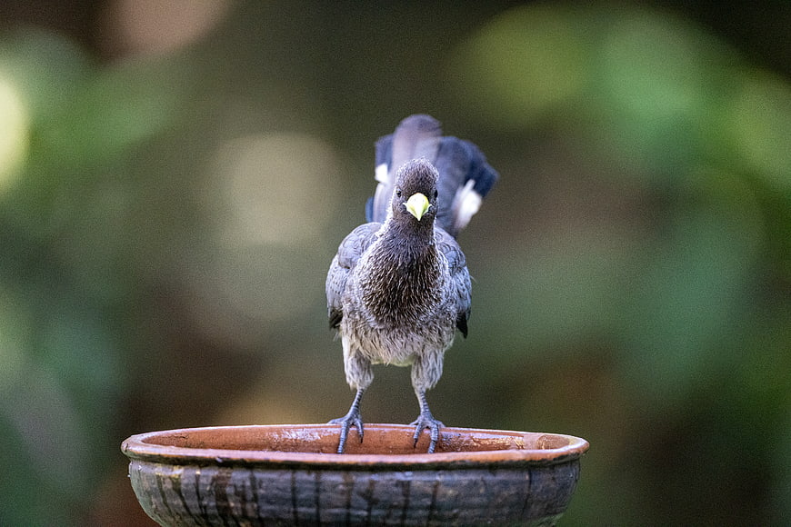 Young Myna Bird Standing in a Clay Water Bowl