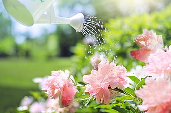Watering Pink Peonies in a Sunny Garden