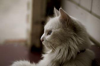 Close-up of a fluffy white cat looking away
