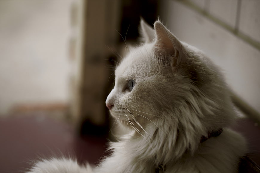 Close-up of a fluffy white cat looking away