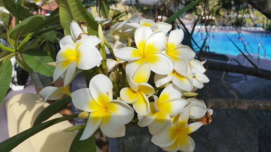 White and yellow plumeria flowers with swimming pool background