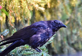 Black Raven Perched On Pine Branch In Forest