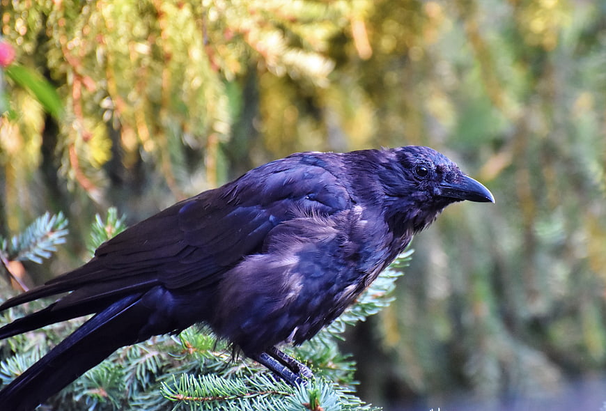 Black Raven Perched On Pine Branch In Forest