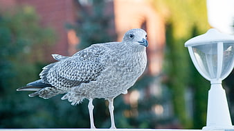 Young Seagull Standing on White Railing with Blurred Background