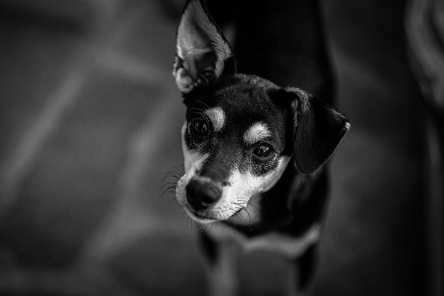 Black and white portrait of a dog with tilted head