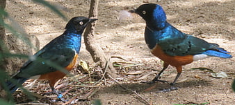 Two Superb Starlings with Iridescent Blue Feathers on Ground