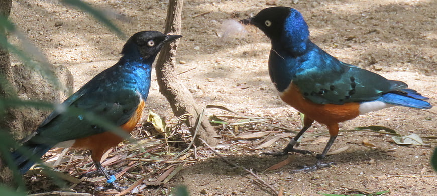 Two Superb Starlings with Iridescent Blue Feathers on Ground