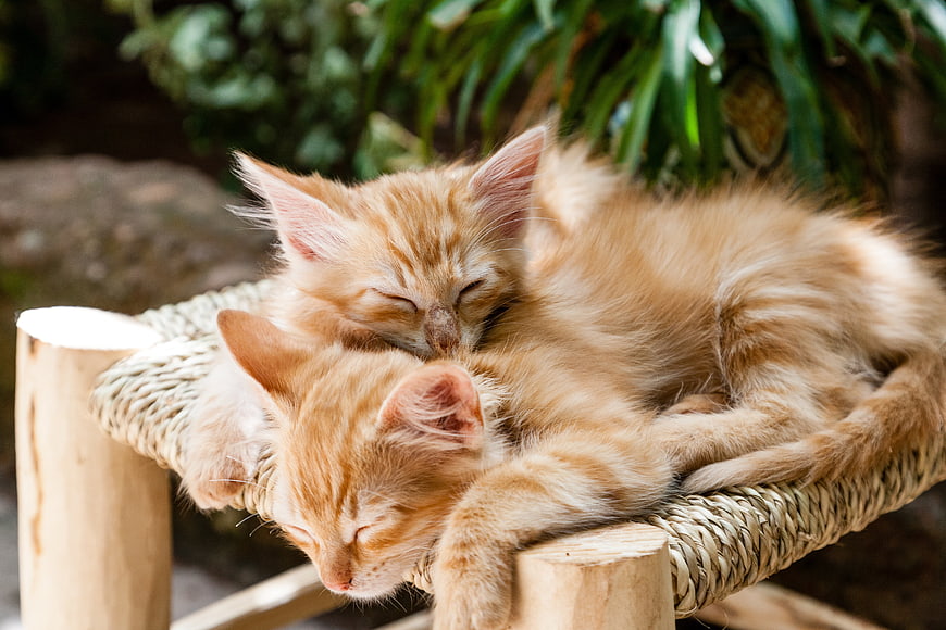 Two sleeping orange tabby kittens on a woven hammock