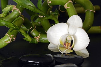White Orchid and Lucky Bamboo Arrangement on Black Stones