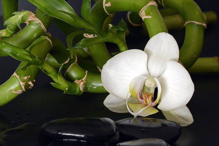 White Orchid and Lucky Bamboo Arrangement on Black Stones