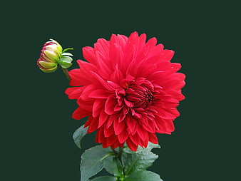 Vibrant Red Dahlia Flower with Bud on Dark Green Background