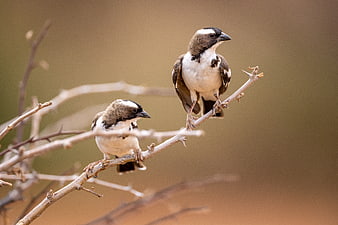 Two Chestnut-vented Warblers Perched on a Dry Branch