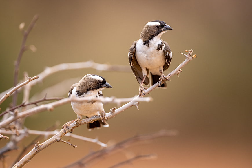 Two Chestnut-vented Warblers Perched on a Dry Branch