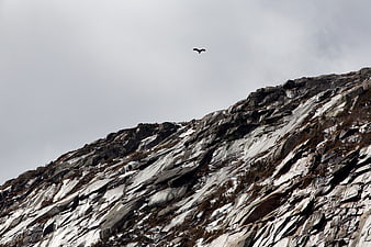 Bird Soaring Over Rocky Mountain Slope