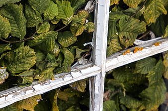 Old White Window Frame Surrounded by Green Leaves