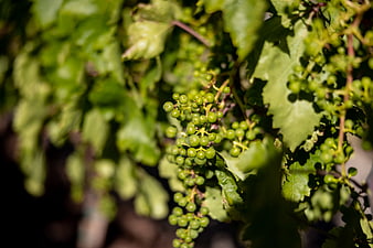Close-up of green grapes growing on a vine in a vineyard