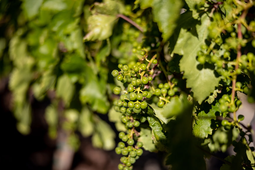 Close-up of green grapes growing on a vine in a vineyard