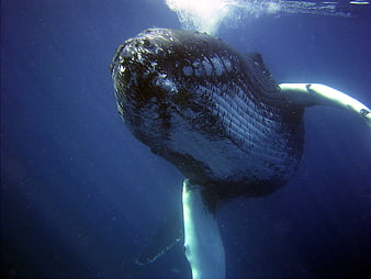 Underwater Close-Up of Humpback Whale Swimming in Blue Ocean