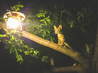 Two cats perched on a tree branch illuminated by a lantern at night